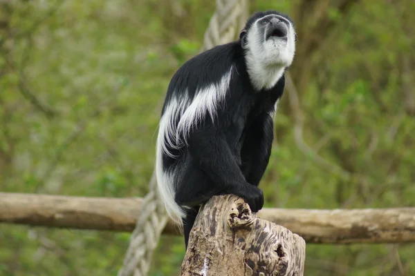 Colobus - colobus polykomos Kral — Stok fotoğraf