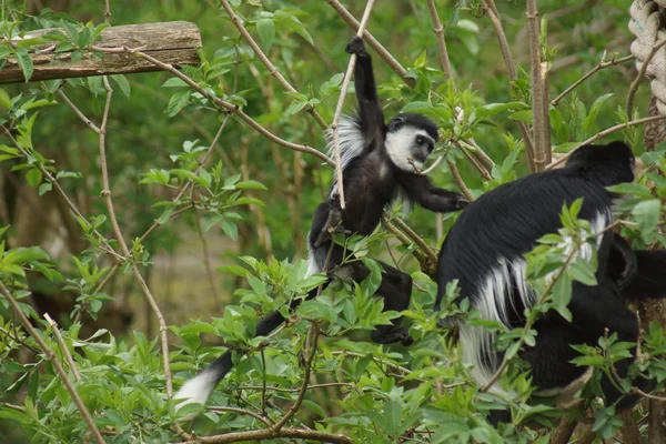 colobus - colobus polykomos Kral