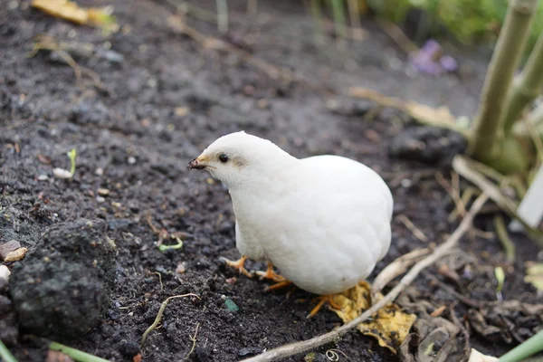 Koning kwartel - Coturnix chinensis — Stockfoto