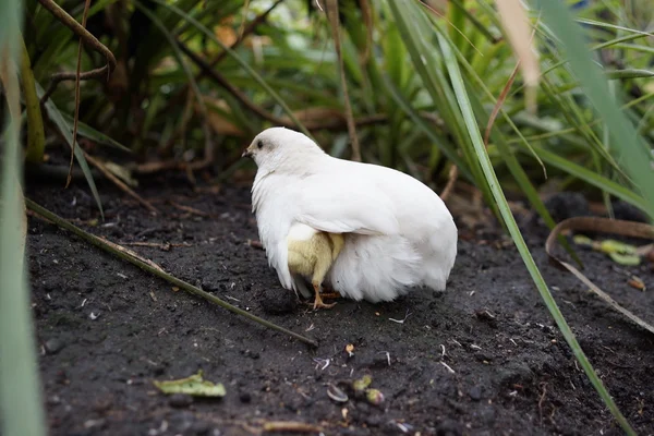 Király fürj - Coturnix chinensis — Stock Fotó