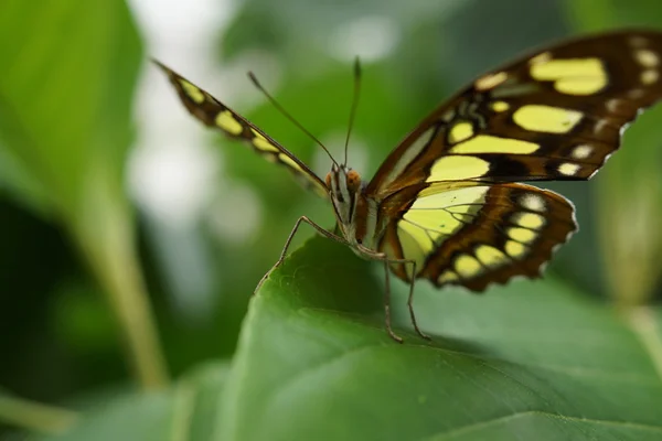 The Malachite - Siproeta stelenes — Stock Photo, Image