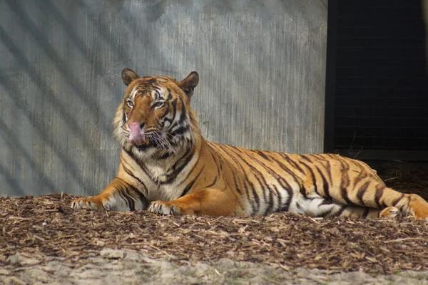 Малайский тигр - Panthera tigris jacksoni — стоковое фото