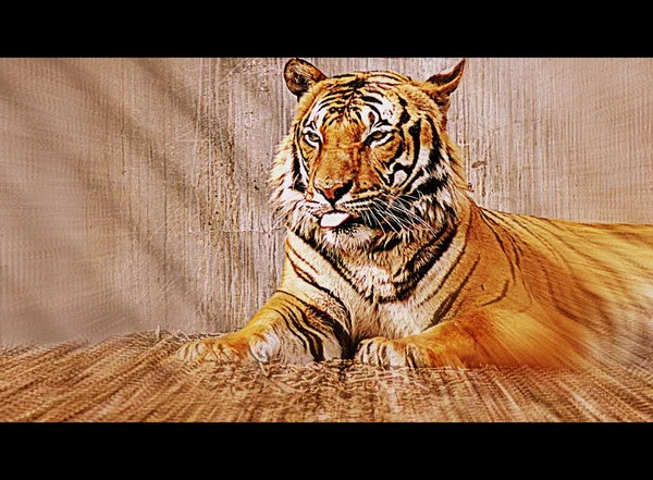 Tygrys Malajski - Panthera tigris jacksoni — Zdjęcie stockowe