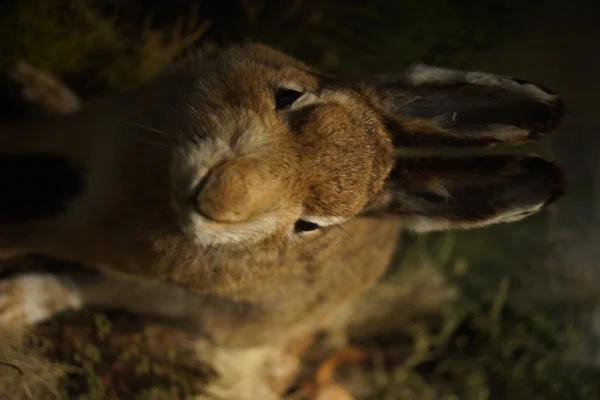 Liebre de montaña - Lepus timidus — Foto de Stock