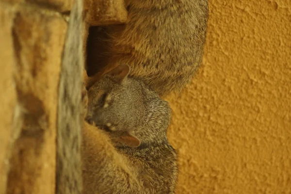 Narrow-striped Mongoose - Mungotictis decemlineata — Stock Photo, Image