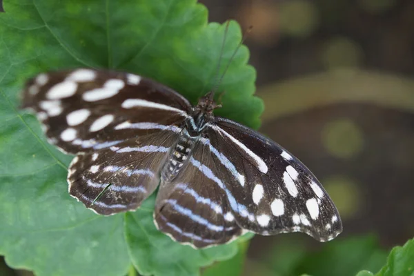 Orange-banded Shoemaker - Catonephele orites — Stock Photo, Image