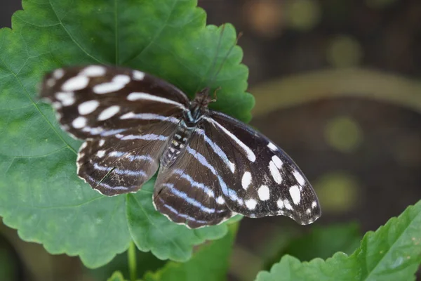 Orange-banded Shoemaker - Catonephele orites — Stock Photo, Image