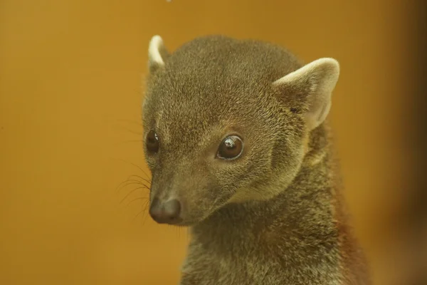 Ring-tailed Vontsira - Galidia elegans — Stock Photo, Image