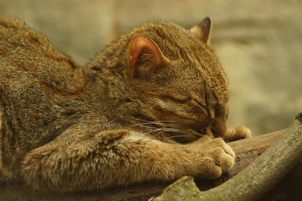 Gato manchado enferrujado - Prionailurus rubiginosus — Fotografia de Stock