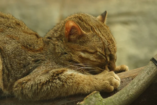 Gato manchado enferrujado - Prionailurus rubiginosus — Fotografia de Stock