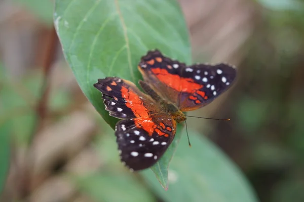 Pavão escarlate - Arnatia amathea — Fotografia de Stock