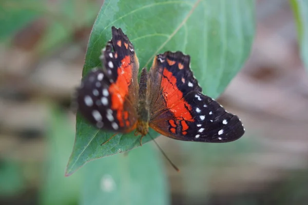 Scarlet Peacock - Arnatia amathea — Stock Photo, Image