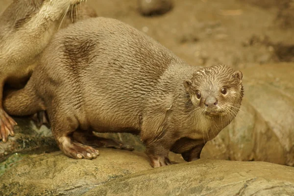 Yumuşak kaplı Otter - Lutrogale perspicillata — Stok fotoğraf