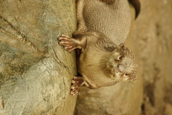 Loutre à revêtement lisse - Lutrogale perspicillata — Photo