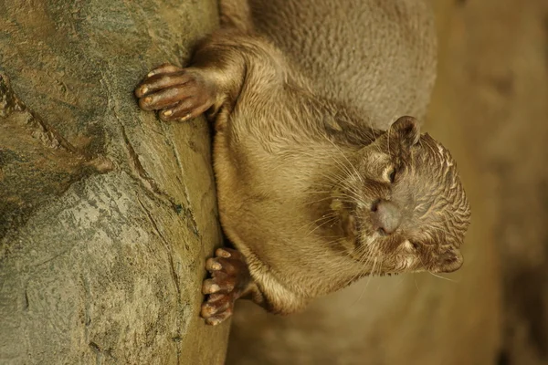 Lontra de revestimento liso - Lutrogale perspicillata — Fotografia de Stock