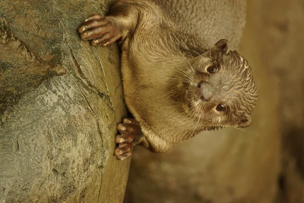 Glatte Fischotter - lutrogale perspicillata — Stockfoto