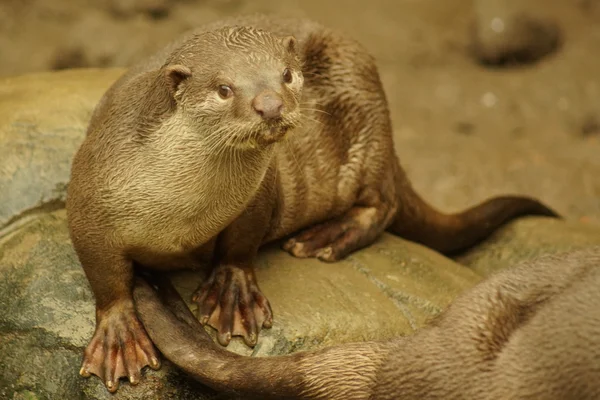 Yumuşak kaplı Otter - Lutrogale perspicillata — Stok fotoğraf