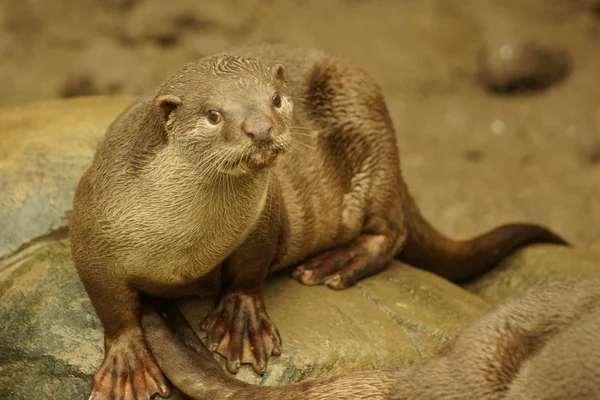 Gladde beklede Otter - Lutrogale perspicillata — Stockfoto