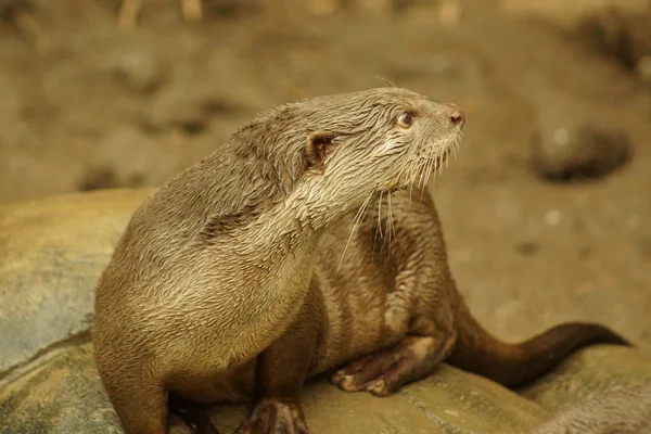 Otter con rivestimento liscio - Lutrogale perspicillata — Foto Stock