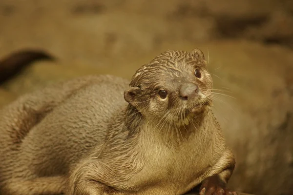 Slät-coated Otter - Lutrogale perspicillata — Stockfoto