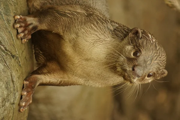 Loutre à revêtement lisse - Lutrogale perspicillata — Photo