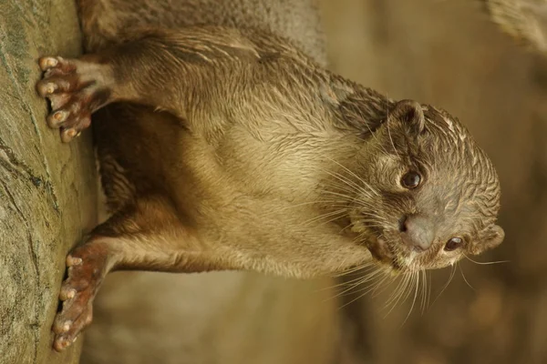 Yumuşak kaplı Otter - Lutrogale perspicillata — Stok fotoğraf