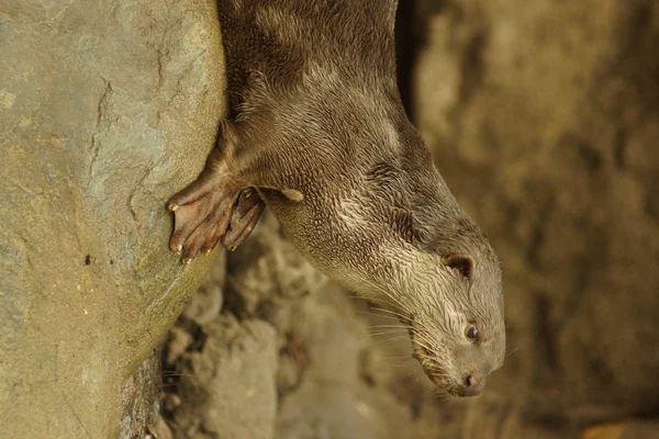 Yumuşak kaplı Otter - Lutrogale perspicillata — Stok fotoğraf