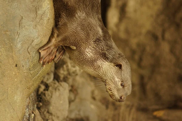 Smooth-coated Otter - Lutrogale perspicillata — Stock Photo, Image