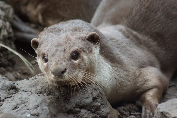 Yumuşak kaplı Otter - Lutrogale perspicillata — Stok fotoğraf