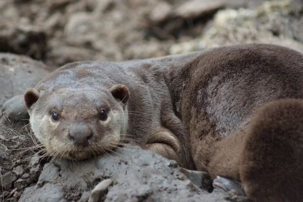 Loutre à revêtement lisse - Lutrogale perspicillata — Photo