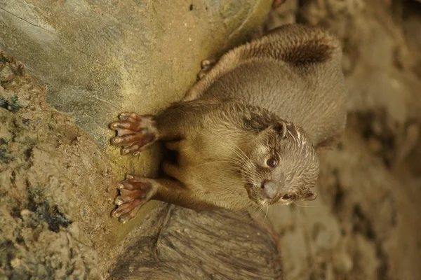 Loutre à revêtement lisse - Lutrogale perspicillata — Photo