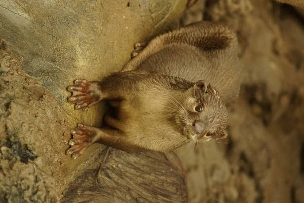 Slät-coated Otter - Lutrogale perspicillata — Stockfoto