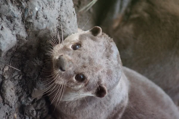 Loutre à revêtement lisse - Lutrogale perspicillata — Photo