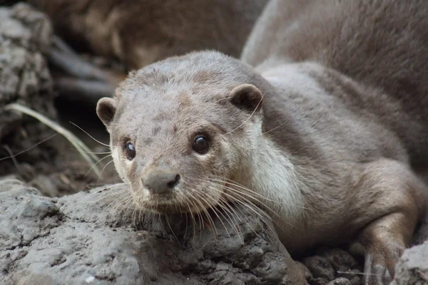 Loutre à revêtement lisse - Lutrogale perspicillata — Photo