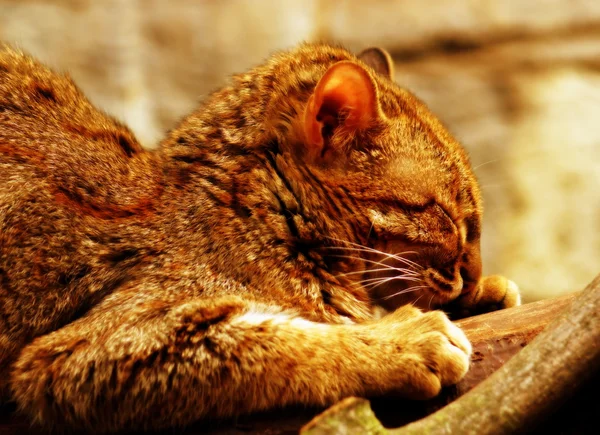 녹 슬 더럽혀진 고양이-Prionailurus rubiginosus 로열티 프리 스톡 이미지
