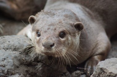 Yumuşak kaplı Otter - Lutrogale perspicillata