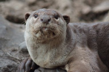 Yumuşak kaplı Otter - Lutrogale perspicillata