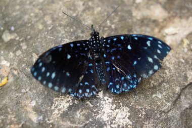 Yıldızlı Cracker - Hamadryas laodamia