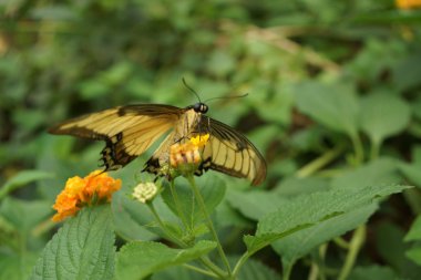 Thoas Swallowtail - Papilio thoas