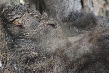 yaban domuzu - sus scrofa