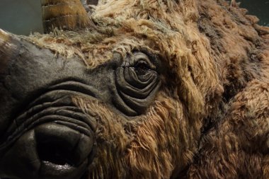 Yünlü gergedan - Coelodonta antiquitatis