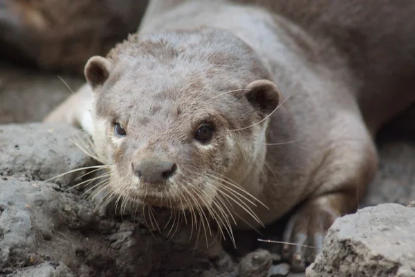 Loutre à revêtement lisse - Lutrogale perspicillata — Photo