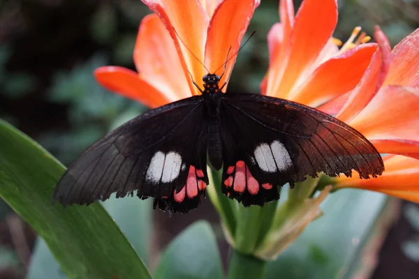 Coração de Cattleheart verdadeiro - Parides arcas — Fotografia de Stock