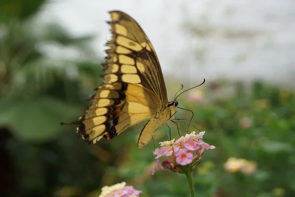 Thoas rabo de andorinha - Papilio thoas — Fotografia de Stock