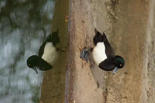 Pato adornado - Aythya fulifula — Fotografia de Stock