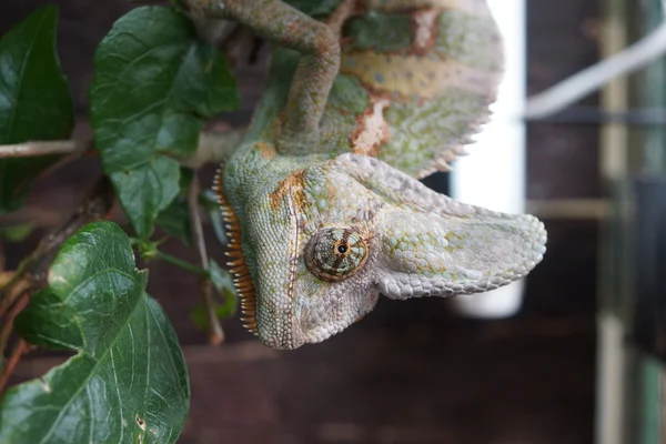 Fátyolos kaméleon - chamaeleo calyptratus — Stock Fotó