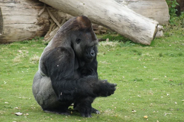 Westelijke laaglandgorilla - gorilla gorilla gorilla — Stockfoto