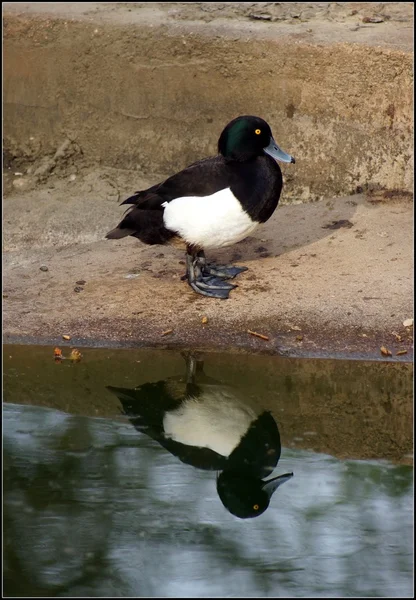 Pato adornado - Aythya fulifula — Fotografia de Stock