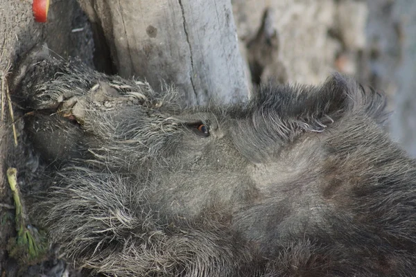 Wildschweine - sus scrofa — Stockfoto