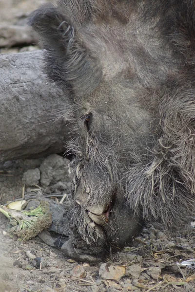 Jabalí - Sus scrofa — Foto de Stock